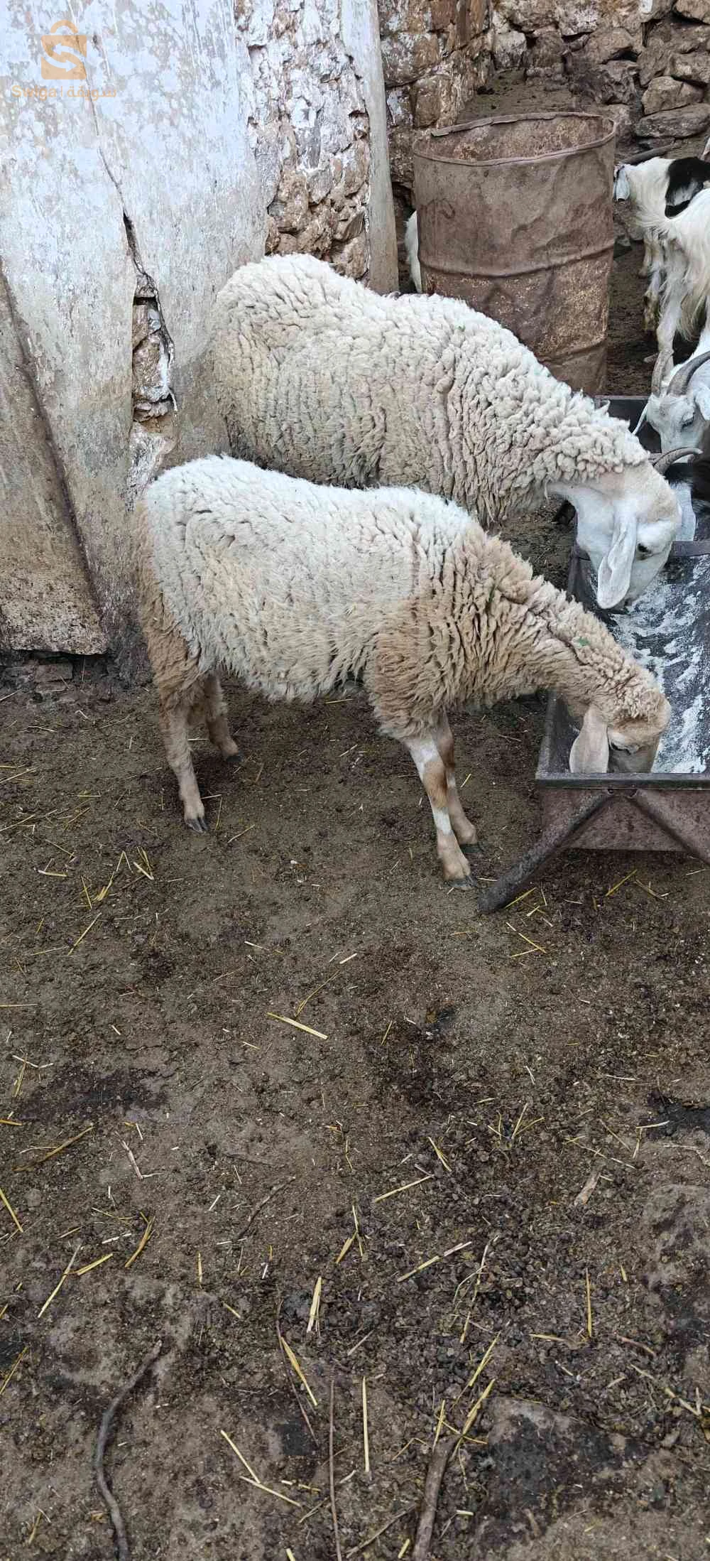 نعجة هيا وبنتها