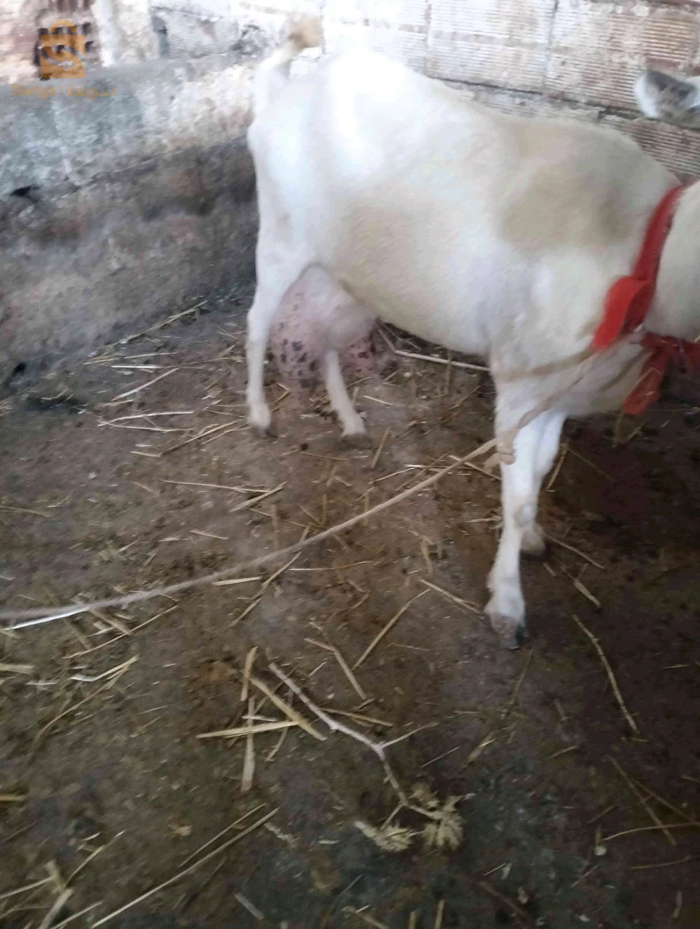 معز صنين