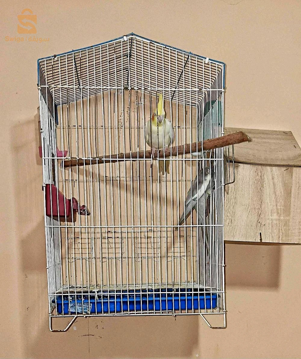 كوبلة كالوبسيت للبيع