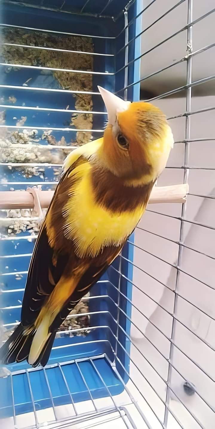Profile