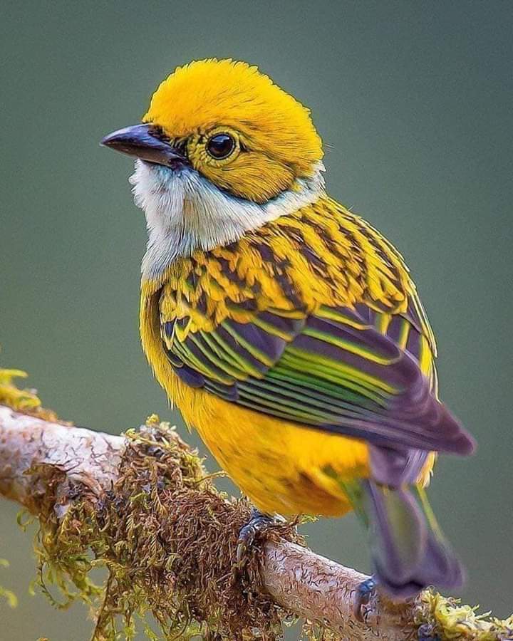 Profile