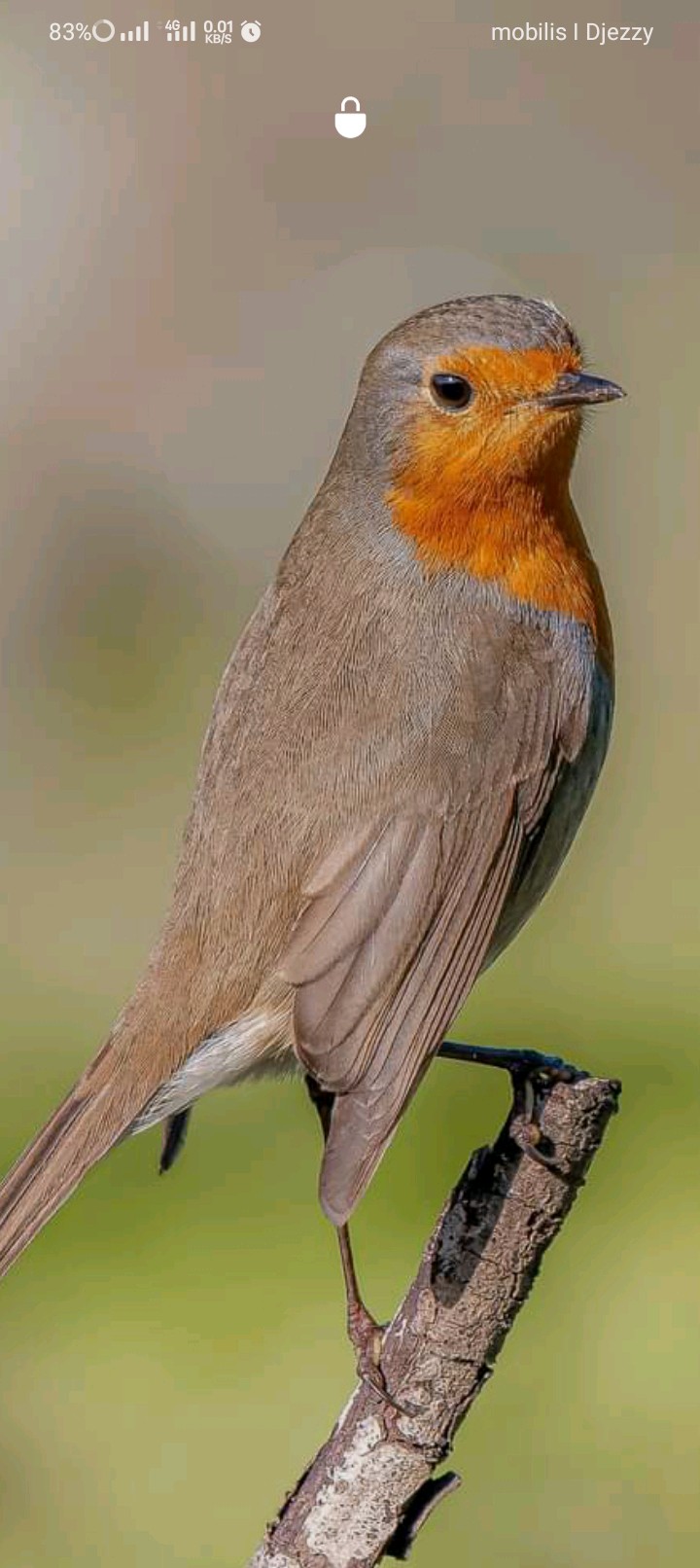 Profile