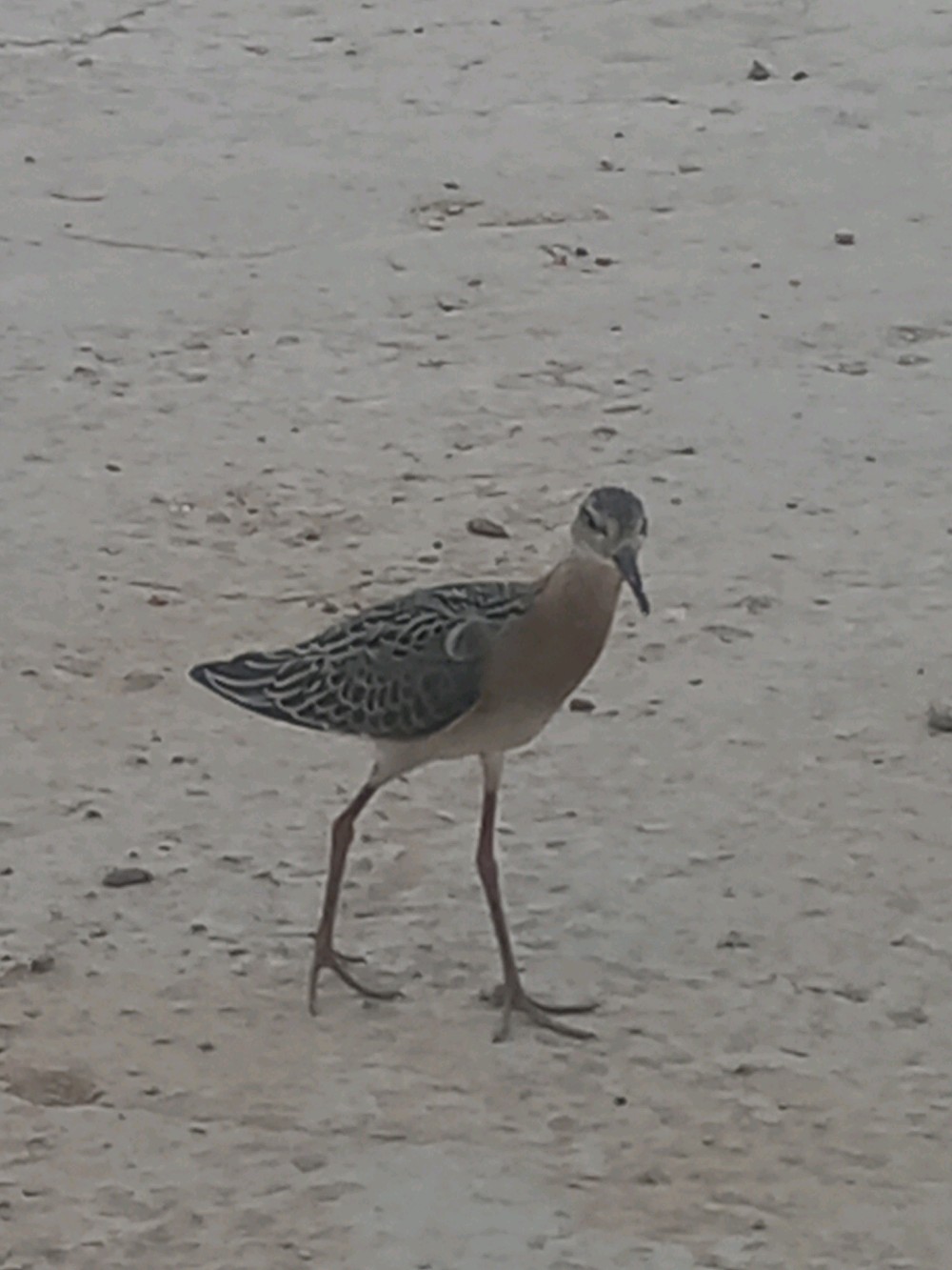 Profile