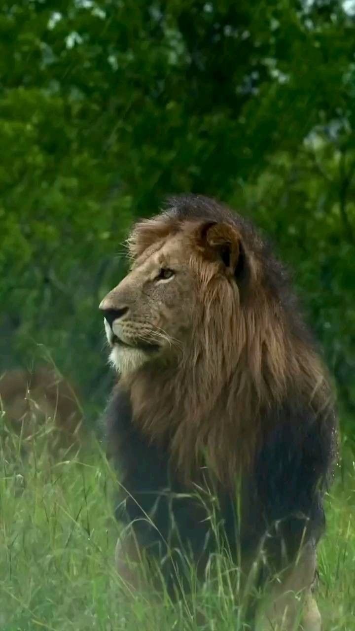 Profile