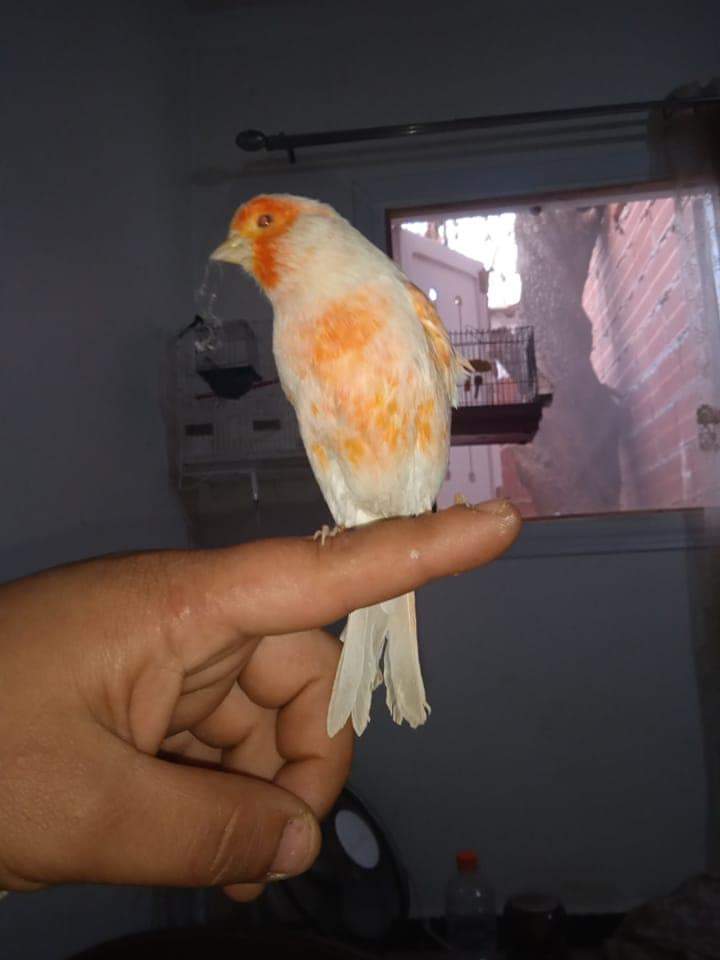Profile