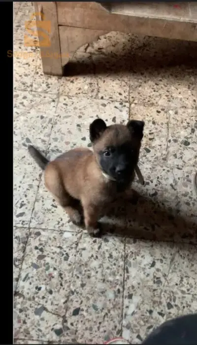 كلب مالينوا في عمره شهر ونص