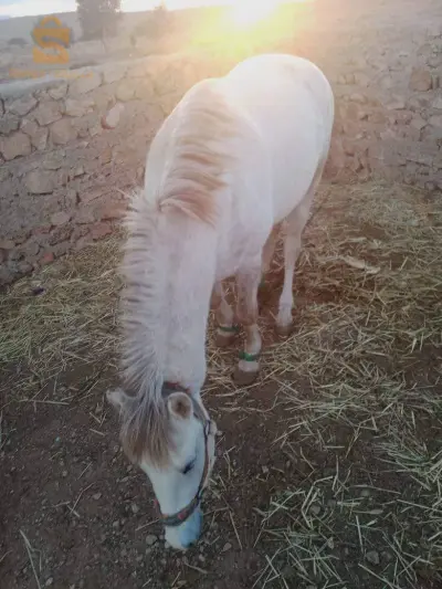 horse