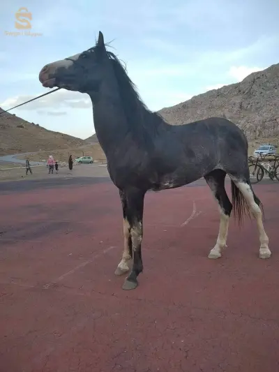 horse