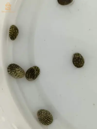 حلزون