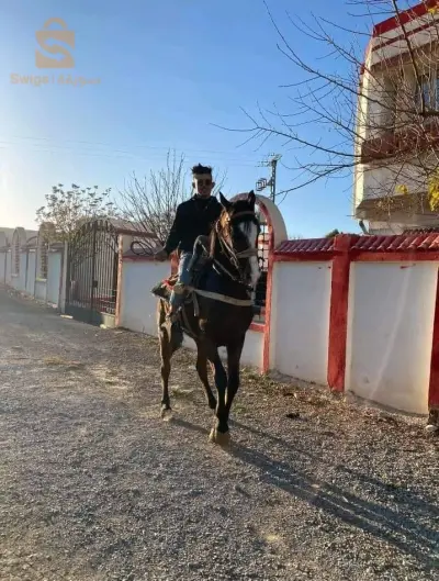 حصان