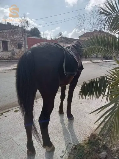 cheval
