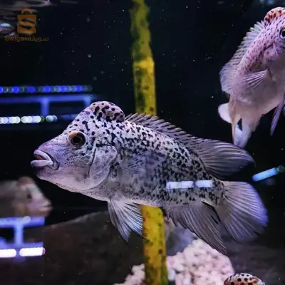 Poisson coloré