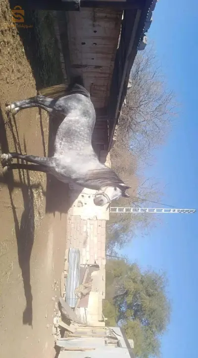 horse