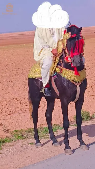 horse