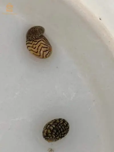 حلزون