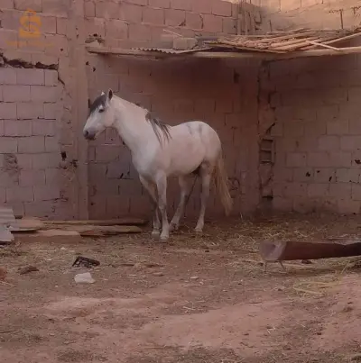 horse