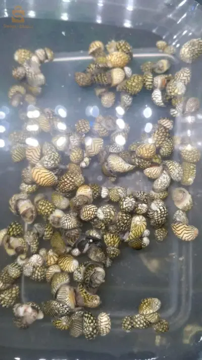 escargot
