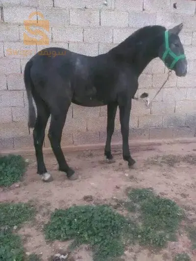 horse