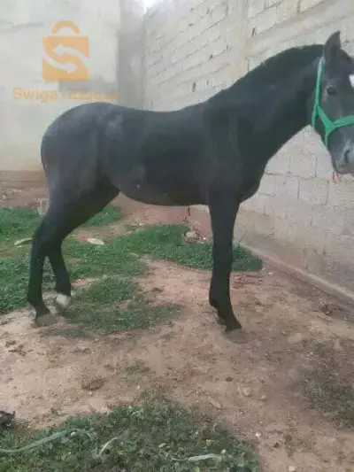 حصان