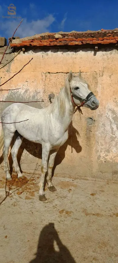حصان