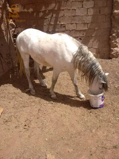 horse