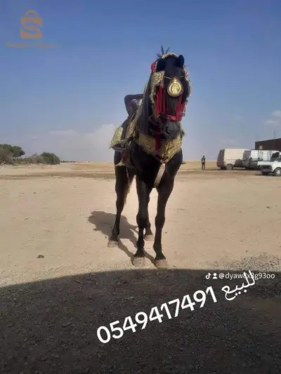 حصان