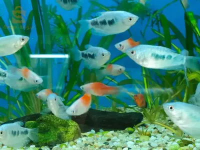 poisson différent