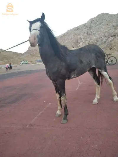 horse