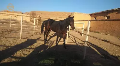 حصان