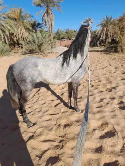 cheval