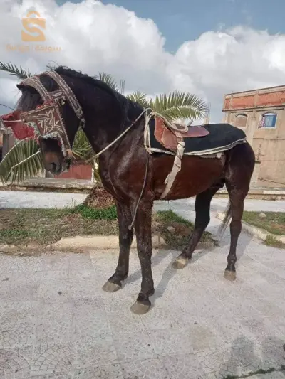 حصان