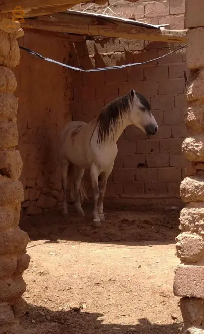 حصان