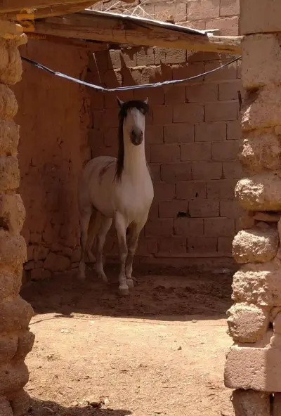 حصان
