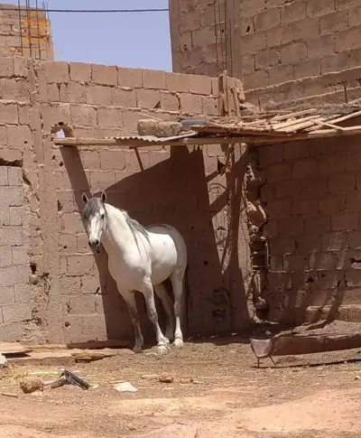 حصان