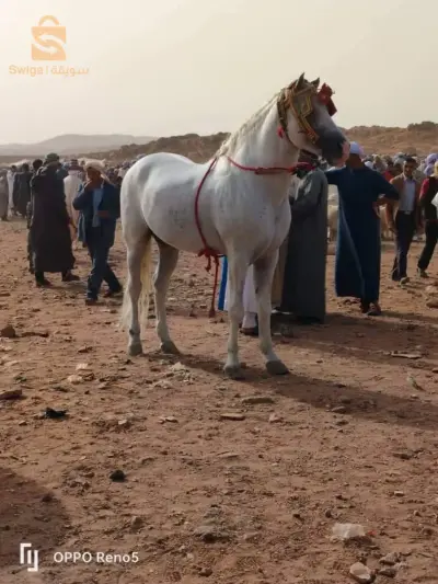 حصان
