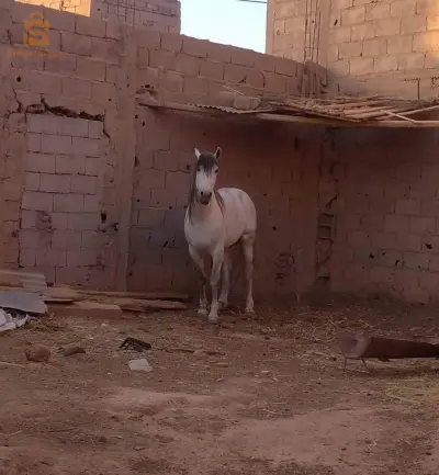 حصان
