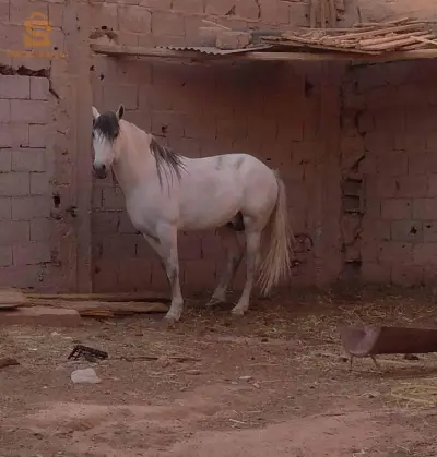 cheval