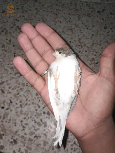 Canari hippie