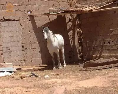 horse