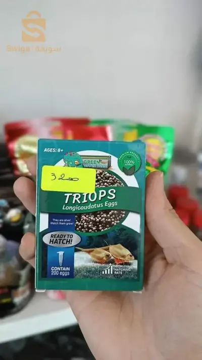 غداء