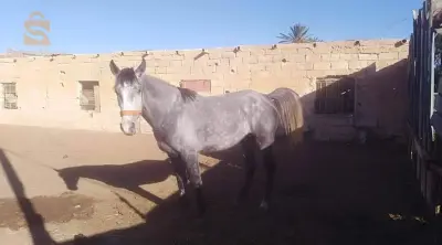 حصان