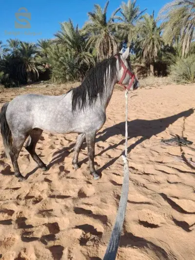 حصان