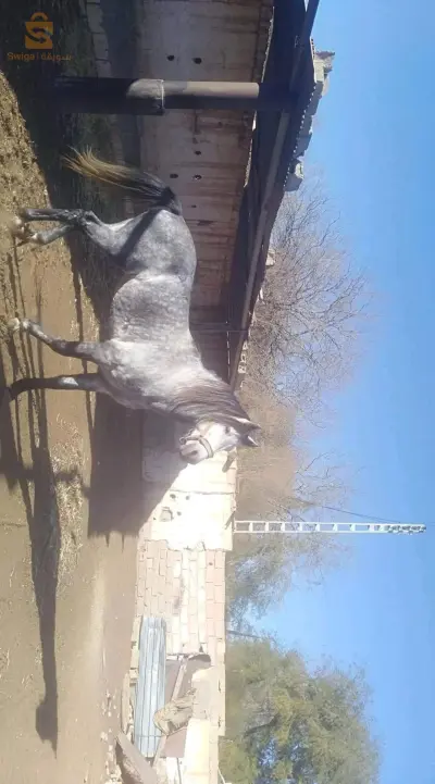حصان