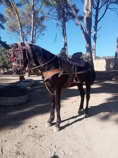 حصان