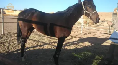 cheval