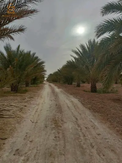 جنان نخيل