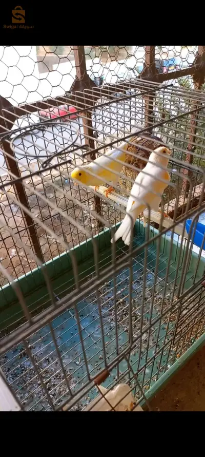 زوجين من كناري 
ساتيني اعين حمراء 
ذكر اصفر انثى موزايك احمر
