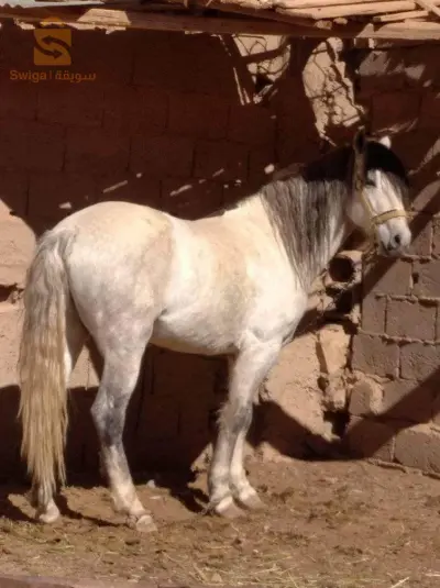 حصان