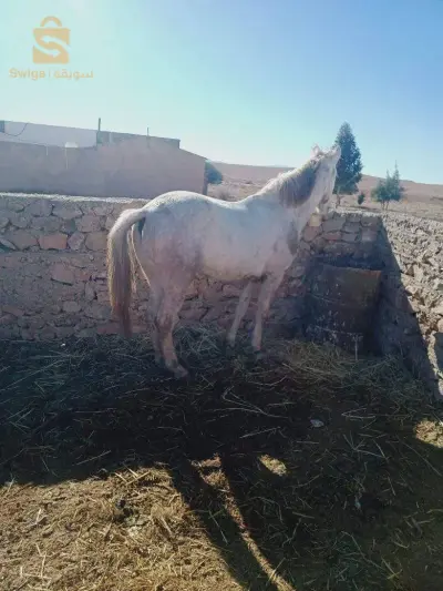 حصان