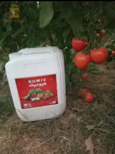 🍅🍅